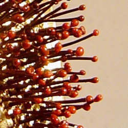 LE-TEMPS-DES-CERISES-sculpture-metal-dore-1200-queues-de-cerises-cire-rouge-1996-Patricia-Lemaire