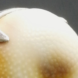 rcdt SAINTE LUCIE bague centree argent opercule de coquillage 2015 PatriciaLemaire